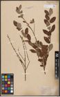 Foto von Salix aurita L. x Salix repens L.